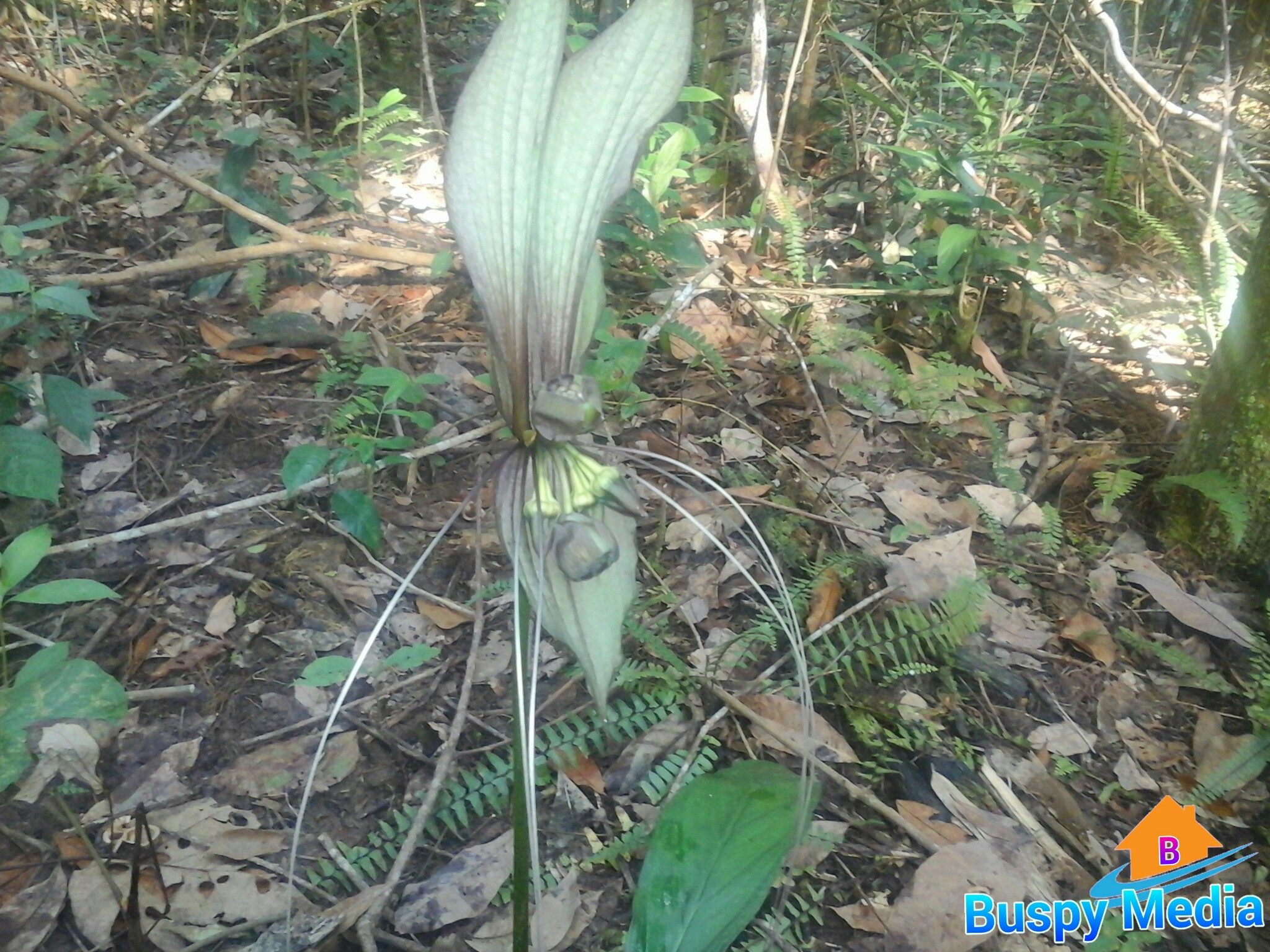 Gambar Dp BBM Kaligrafi Tulisan Arab Dan Latin Islami Bergerak GIF
