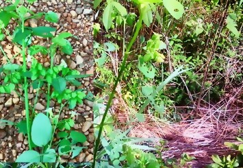 Tumbuhan seperti rumput ini ternyata adalah belimbing hutan