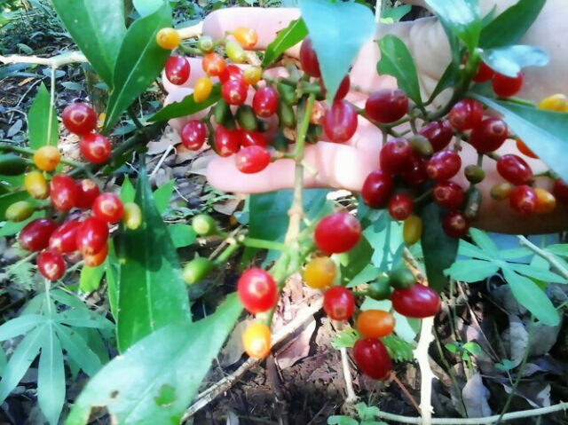 Kalau yang ini buah pakcong namanya