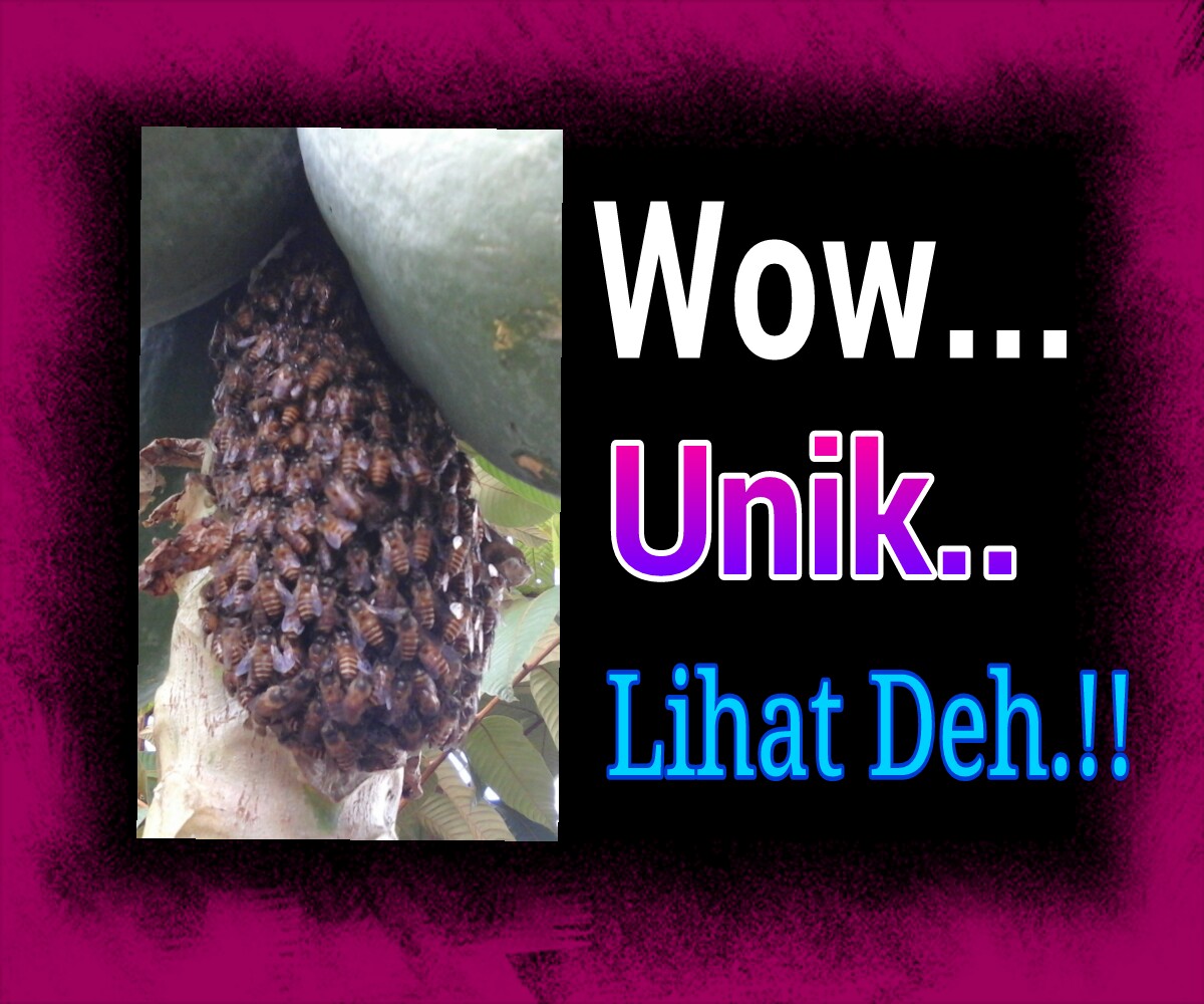 Lihat.! Dipohon Pepaya Ini Ada Lebah Hinggap